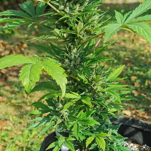 Stress Killer Automatic growlog timeline photo