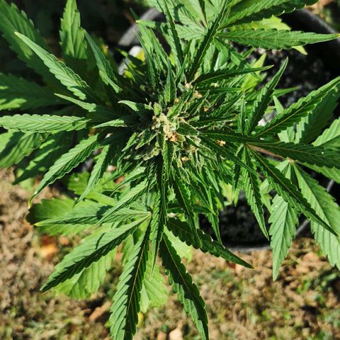 Stress Killer Automatic growlog timeline photo