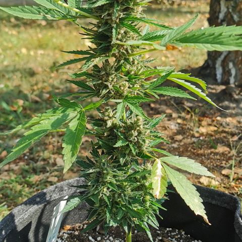 Auto Acid growlog timeline photo