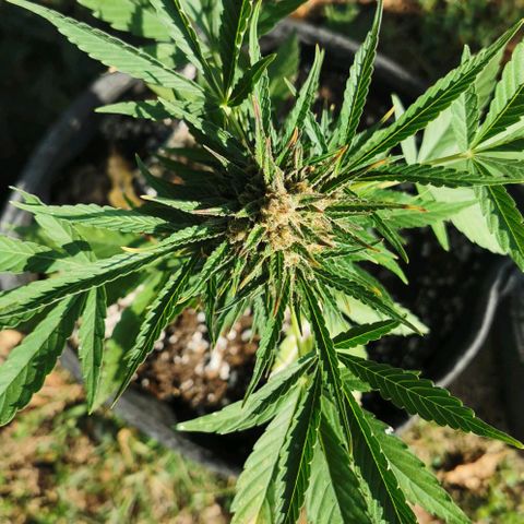 Auto Acid growlog timeline photo