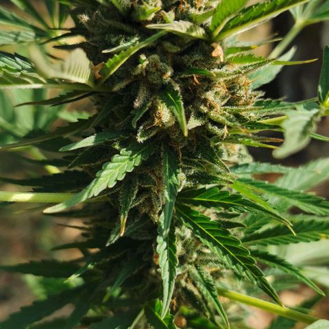 Auto Acid growlog timeline photo