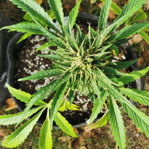 Auto Hindu Kush growlog timeline photo