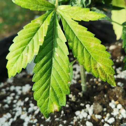 Auto Hindu Kush growlog timeline photo