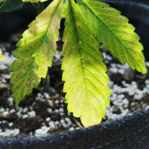 Auto Hindu Kush growlog timeline photo