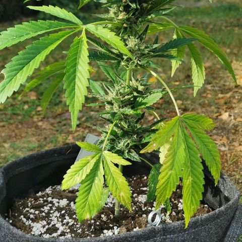 Auto Hindu Kush growlog timeline photo