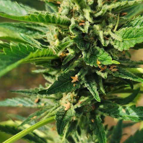Auto Hindu Kush growlog timeline photo
