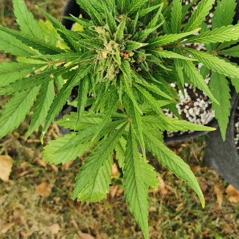 Stress Killer Automatic growlog timeline photo