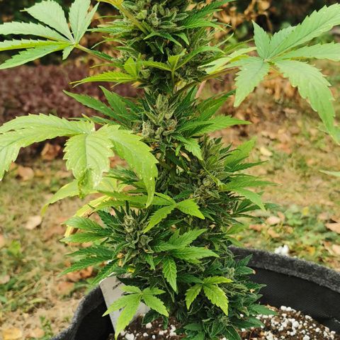 Stress Killer Automatic growlog timeline photo