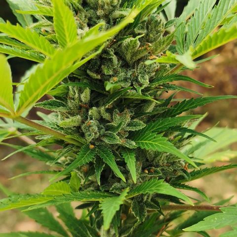 Stress Killer Automatic growlog timeline photo