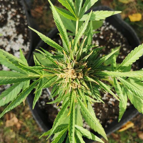 Auto Acid growlog timeline photo