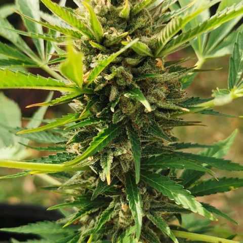 Auto Acid growlog timeline photo