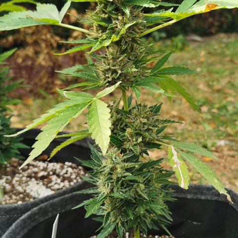 Auto Acid growlog timeline photo
