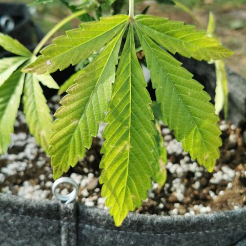 Auto Hindu Kush growlog timeline photo