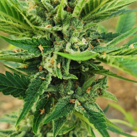 Auto Hindu Kush growlog timeline photo