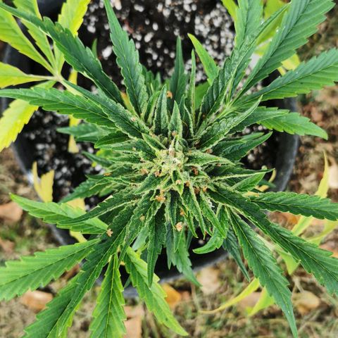 Auto Hindu Kush growlog timeline photo