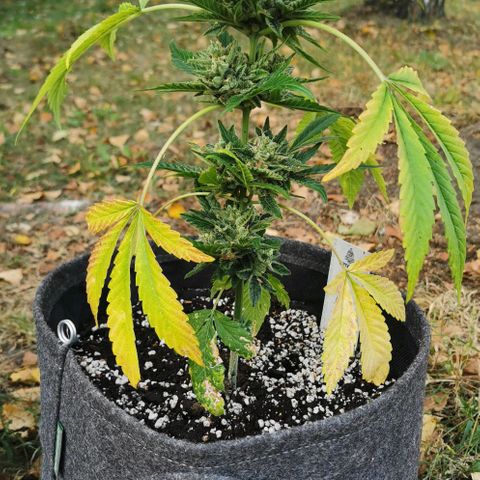 Auto Hindu Kush growlog timeline photo