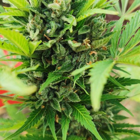 Stress Killer Automatic growlog timeline photo