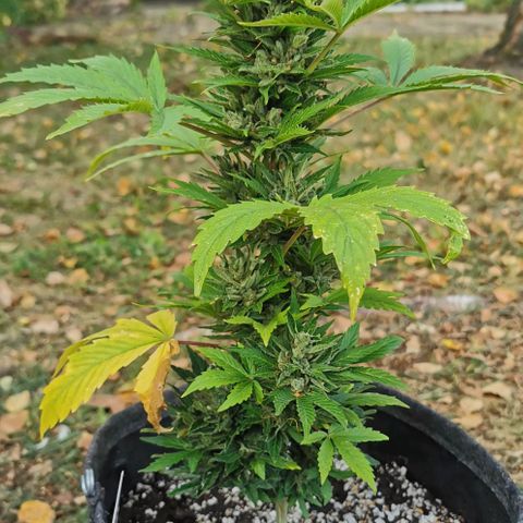 Stress Killer Automatic growlog timeline photo