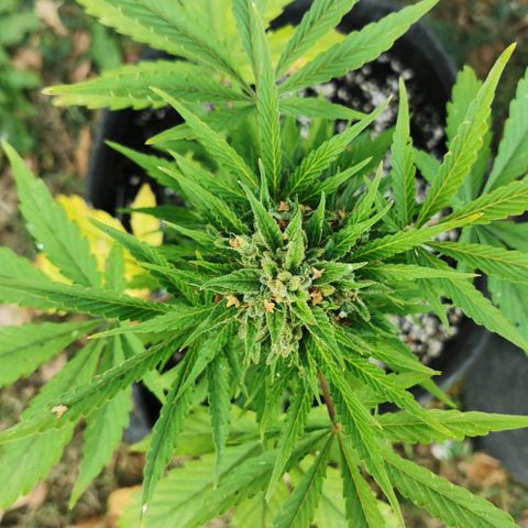 Stress Killer Automatic growlog timeline photo
