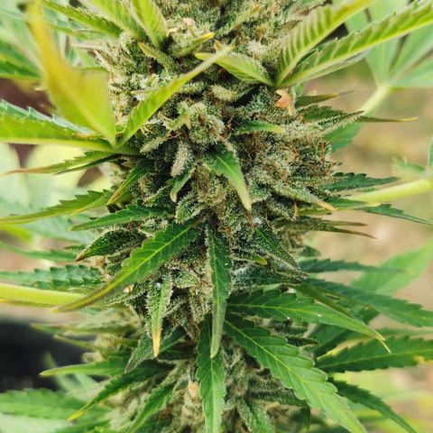 Auto Acid growlog timeline photo