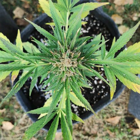 Auto Acid growlog timeline photo