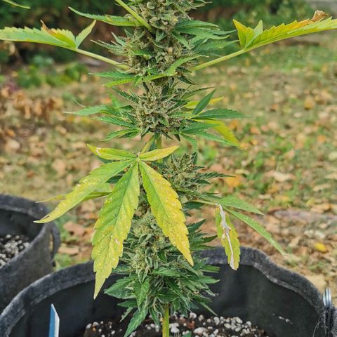 Auto Acid growlog timeline photo