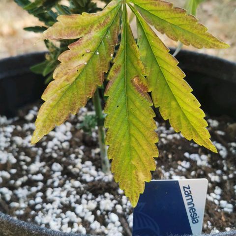 Auto Hindu Kush growlog timeline photo