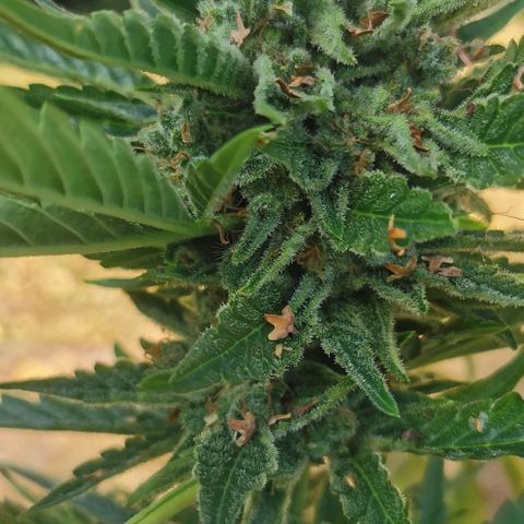 Auto Hindu Kush growlog timeline photo