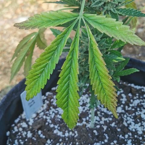 Auto Hindu Kush growlog timeline photo