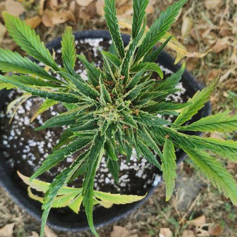 Auto Hindu Kush growlog timeline photo