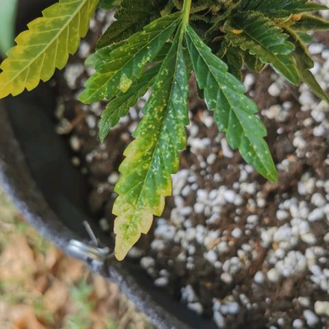 Auto Hindu Kush growlog timeline photo