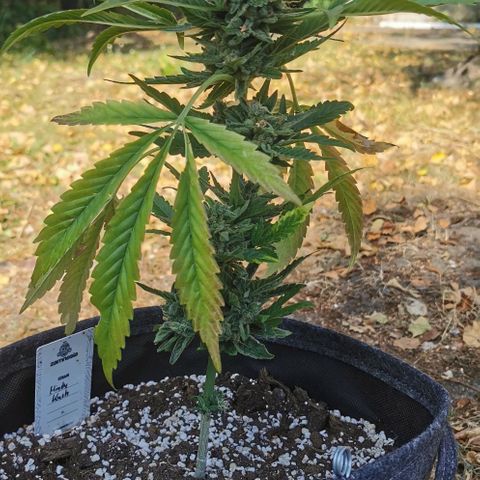 Auto Hindu Kush growlog timeline photo
