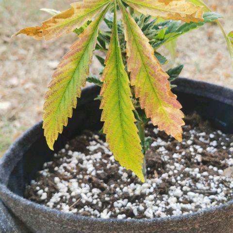 Auto Hindu Kush growlog timeline photo