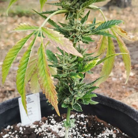 Auto Hindu Kush growlog timeline photo
