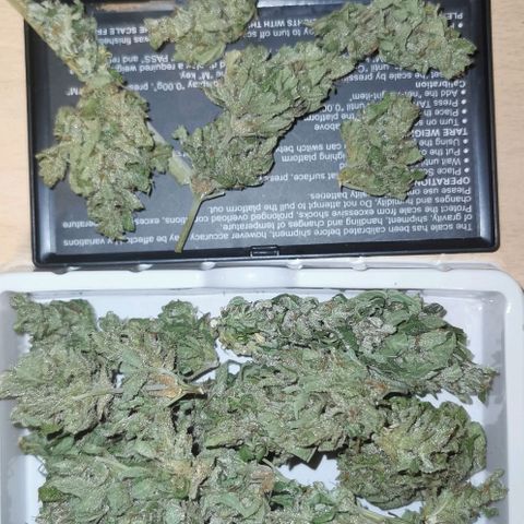 Stress Killer Automatic growlog timeline photo