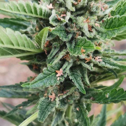 Auto Hindu Kush growlog timeline photo