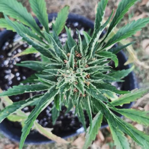 Auto Hindu Kush growlog timeline photo