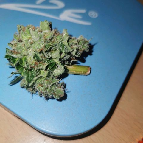 Auto Acid growlog photo: Hier jetzt noch der Bud, der ganz unten an der Pflanze gewachsen ist. Habe ihn zwei Wochen nach der eigentlichen ernte jetzt noch abgeschnitten. Irgendwie sieht er sogar am besten von allen aus