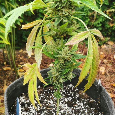 Auto Hindu Kush growlog timeline photo