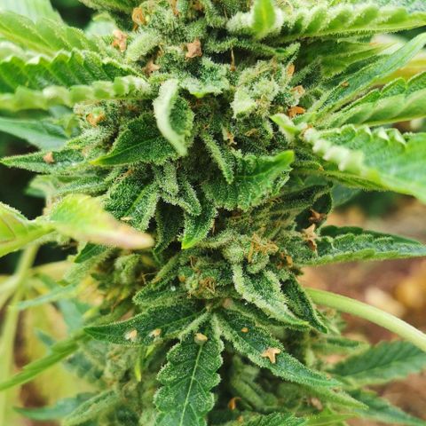 Auto Hindu Kush growlog timeline photo