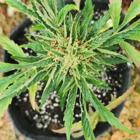 Auto Hindu Kush growlog timeline photo