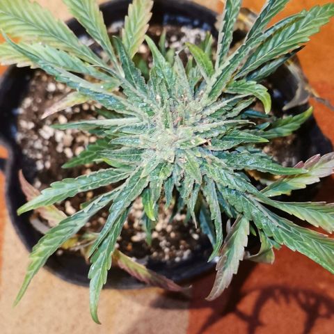Auto Hindu Kush growlog timeline photo
