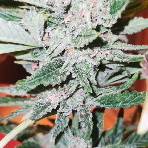 Auto Hindu Kush growlog timeline photo