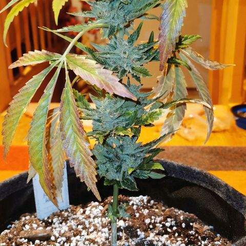 Auto Hindu Kush growlog timeline photo