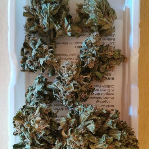 Auto Hindu Kush growlog timeline photo