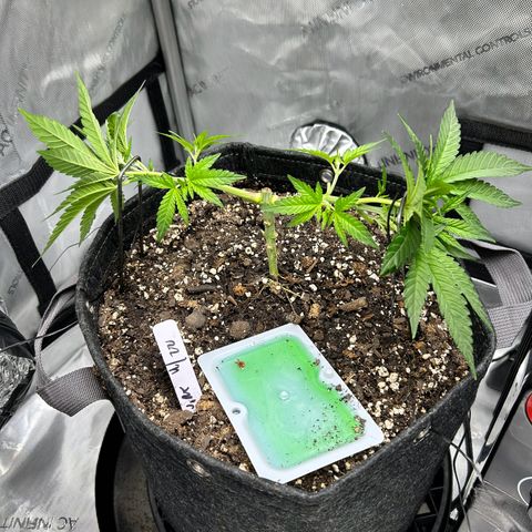 Squirt #1 growlog photo: Mainline
