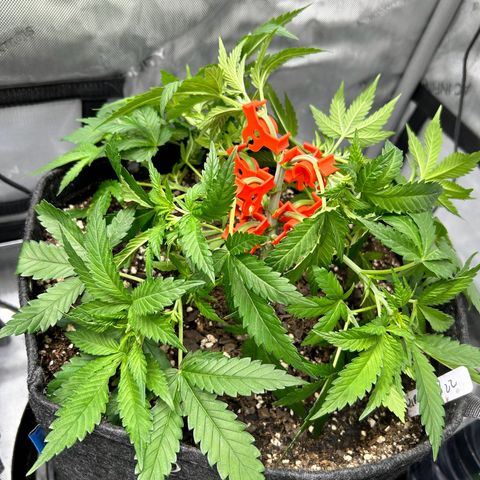 Squirt #2 growlog photo: Regular LST