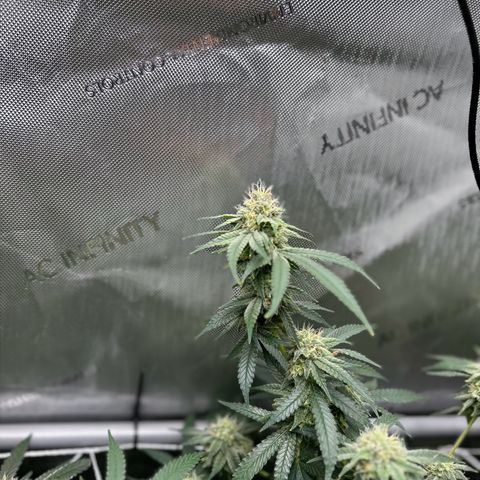 White Widow growlog timeline photo