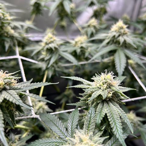 White Widow growlog timeline photo