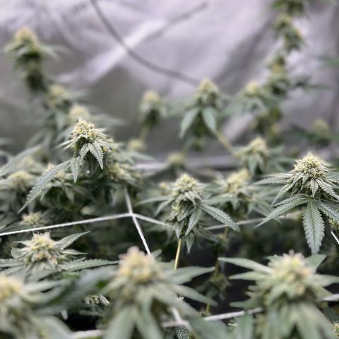 White Widow growlog timeline photo